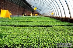 農(nóng)業(yè)氣象觀測儀的組成結(jié)構(gòu)